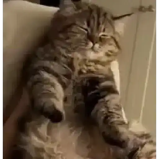 🗣️Gatos random pa chat 🐈‍⬛🔥 4