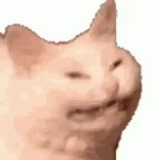 🗣️Gatos random pa chat 🐈‍⬛🔥 6