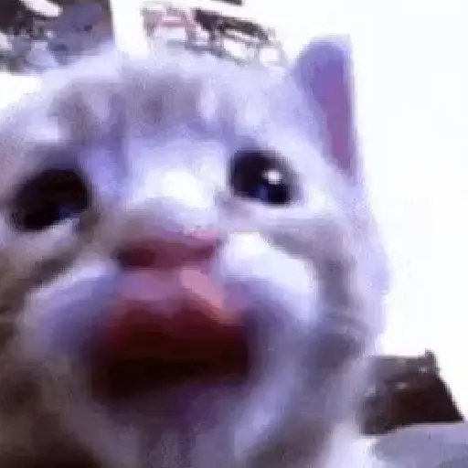 🗣️Gatos random pa chat 🐈‍⬛🔥 15