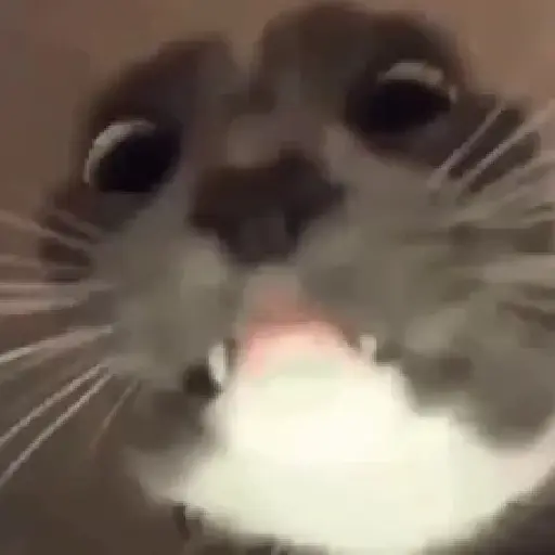 🗣️Gatos random pa chat 🐈‍⬛🔥 16