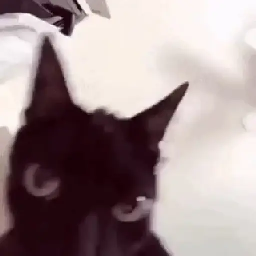 🗣️Gatos random pa chat 🐈‍⬛🔥 2