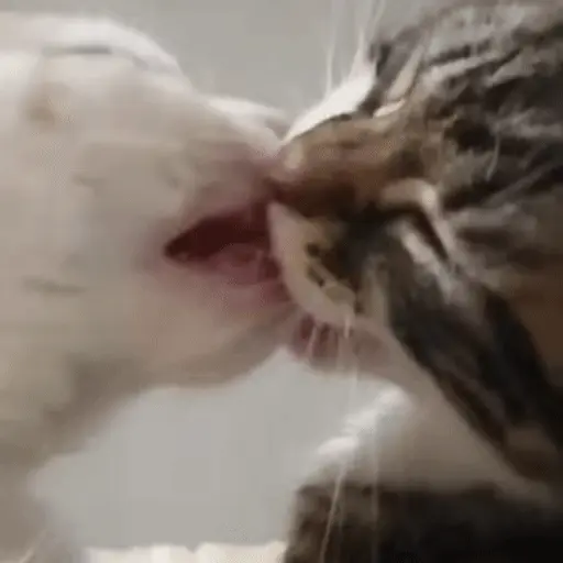 🐈🧶 Gatos Cats Gatinho 😺 1