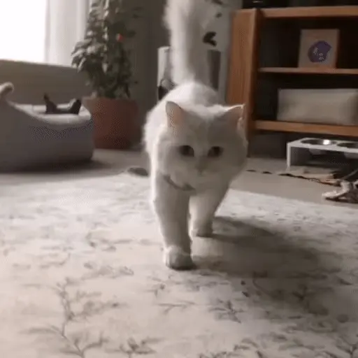 🐈🧶 Gatos Cats Gatinho 😺 2