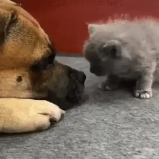 🐈🧶 Gatos Cats Gatinho 😺 4