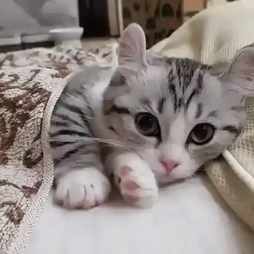 🐈🧶 Gatos Cats Gatinho 😺 5