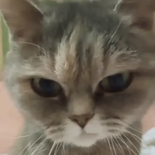 🐈🧶 Gatos Cats Gatinho 😺 6