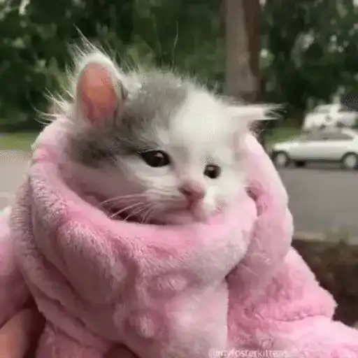🐈🧶 Gatos Cats Gatinho 😺 7