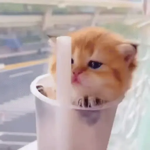 🐈🧶 Gatos Cats Gatinho 😺 8