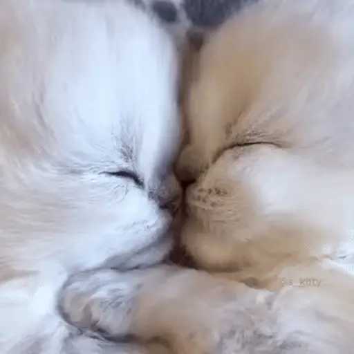 🐈🧶 Gatos Cats Gatinho 😺 9