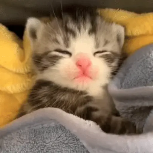 🐈🧶 Gatos Cats Gatinho 😺 10
