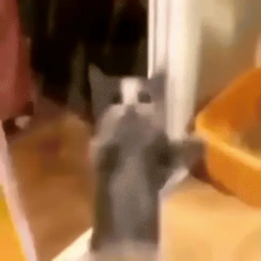 🐈🧶 Gatos Cats Gatinho 😺 11