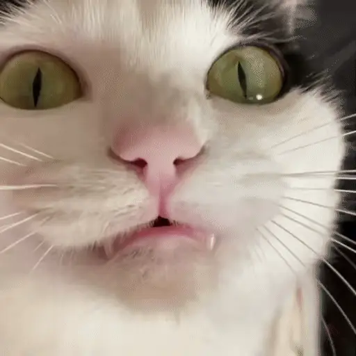 🐈🧶 Gatos Cats Gatinho 😺 12