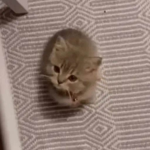 🐈🧶 Gatos Cats Gatinho 😺 13