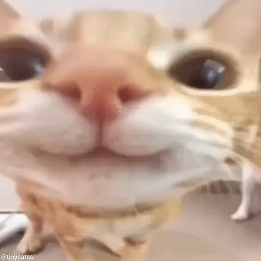 اسٹیکر