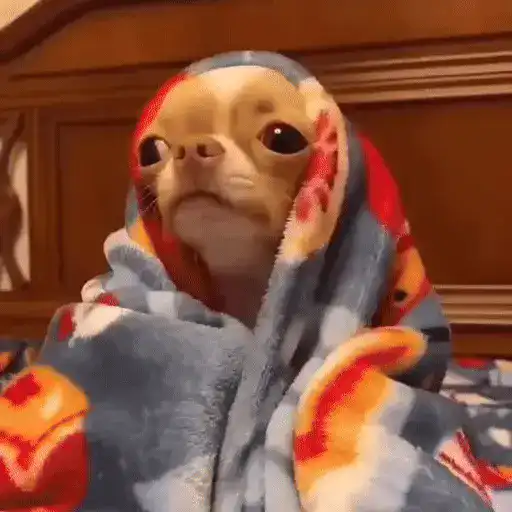 🗨️ PERROS PA TU CHAT 🐶🦴