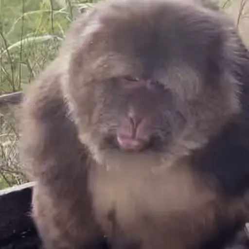 ස්ටිකර්