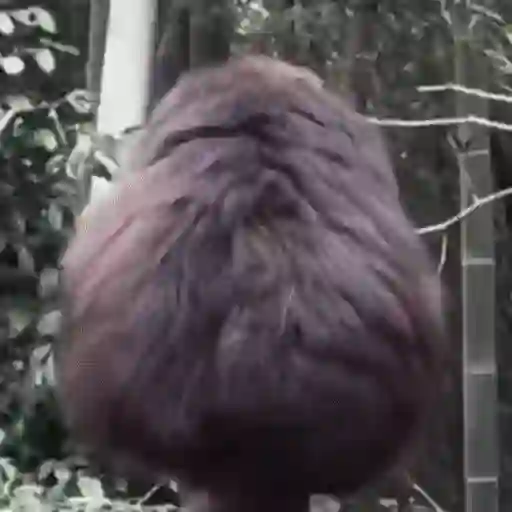 ස්ටිකර්