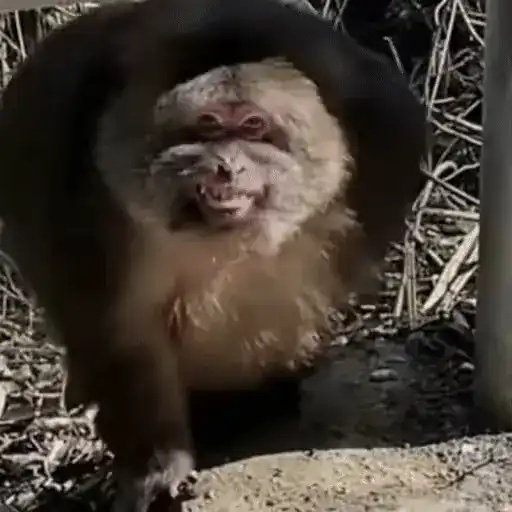 ස්ටිකර්