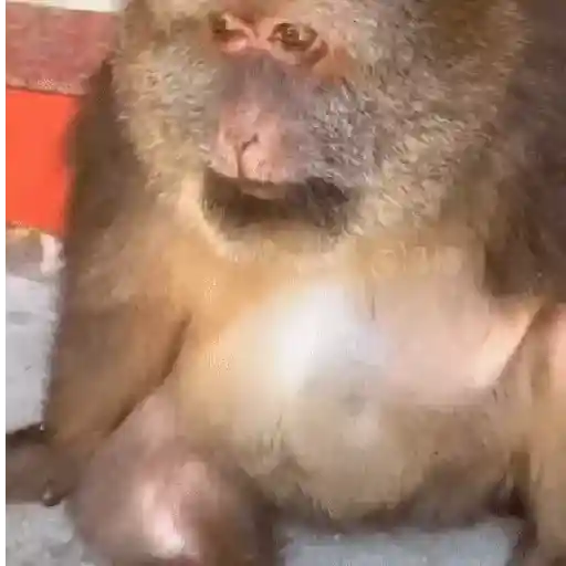 ස්ටිකර්