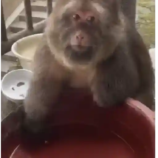 ස්ටිකර්