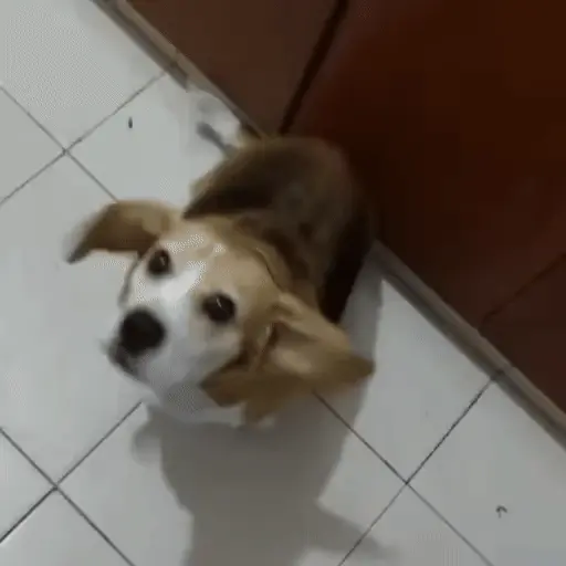 📱 PERROS PA TU CHAT 🦴🐶2 4