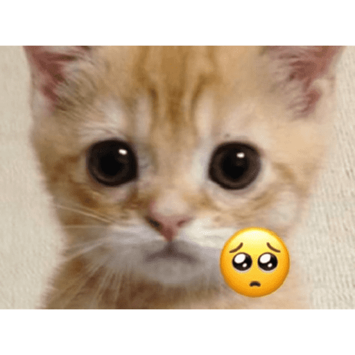 Cute Cat 2 by @dewi.a.a.a.p 15