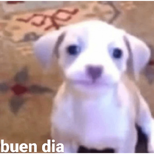 Chipos 5 5