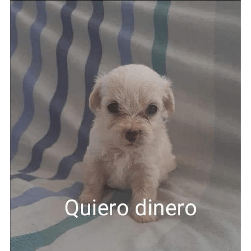 Con mucho amor 26