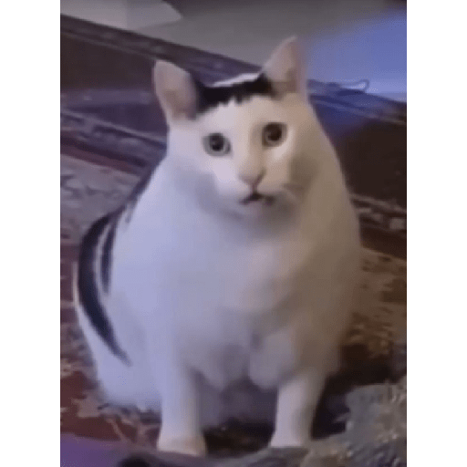 Gato rebaixado  30