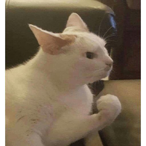 Gato rebaixado  29