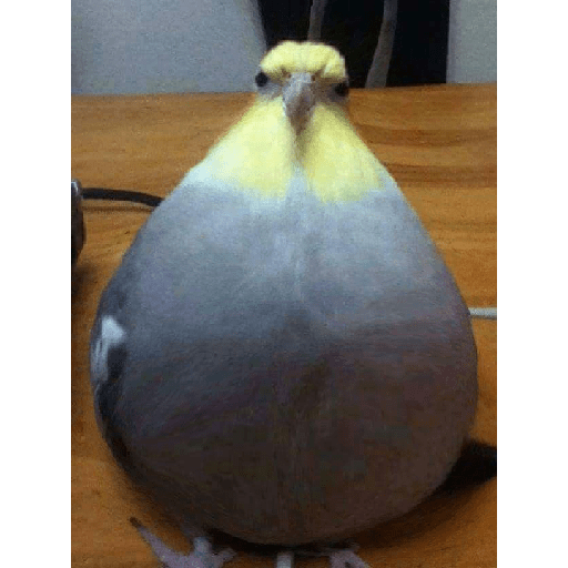 Gato rebaixado  23
