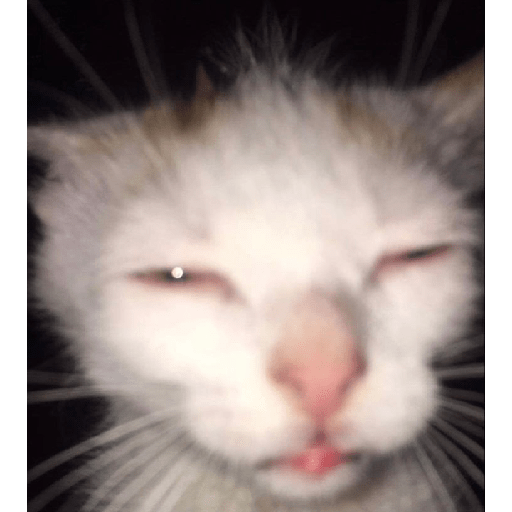 Gato rebaixado  21