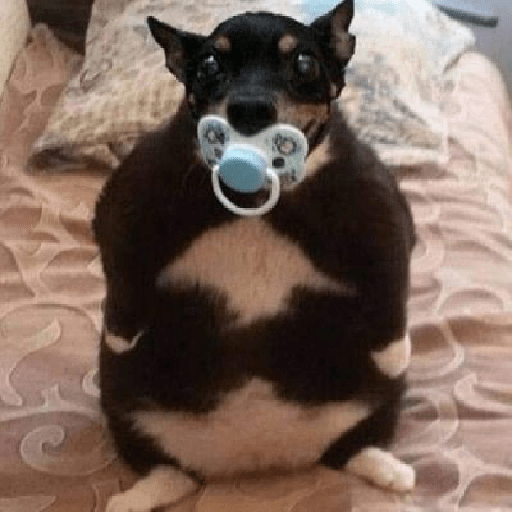 Gato rebaixado  1