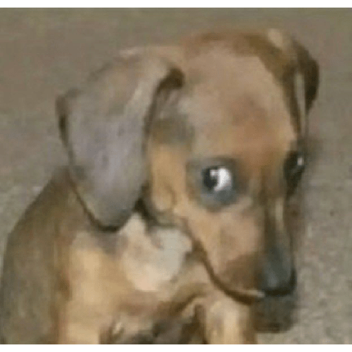 Gato rebaixado  4