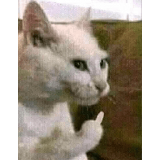 Gato rebaixado  6