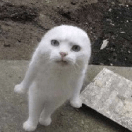 Gato rebaixado  7