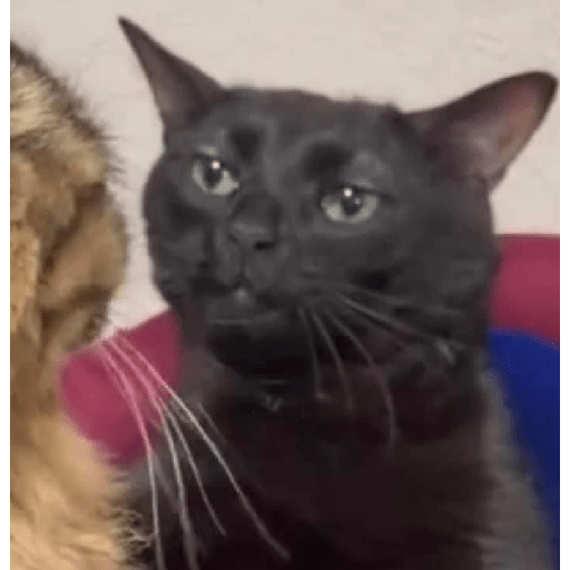 Gato rebaixado  10
