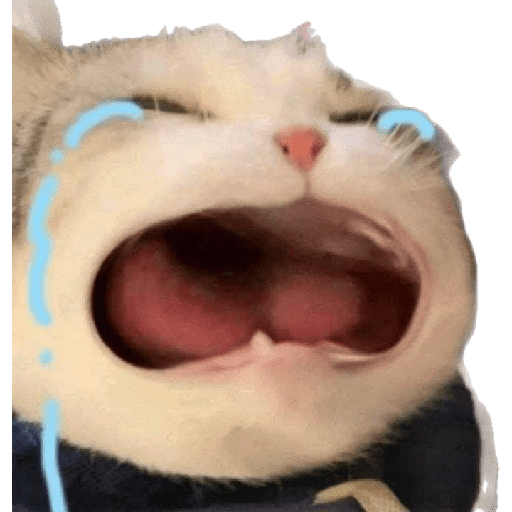 Gato rebaixado  11