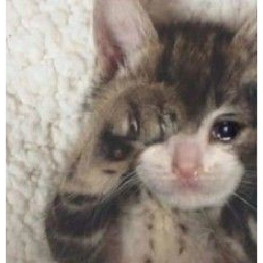 Gato rebaixado  12