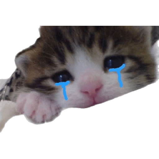 Gato rebaixado  13