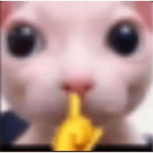 Gato rebaixado  16
