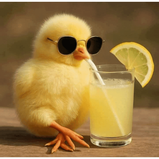 Pato 