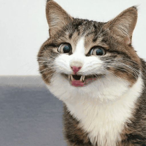 Cat love 10