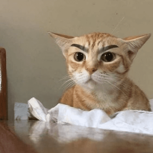 Cat love 11