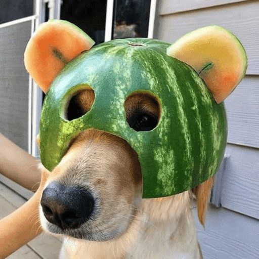 Dog shitpost 7