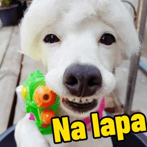 Dog shitpost 4
