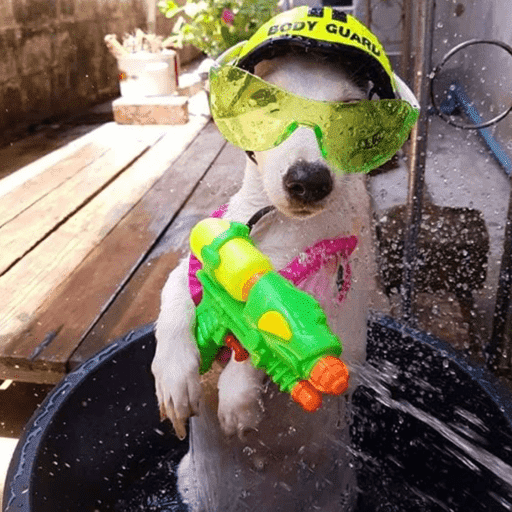 Dog shitpost 3