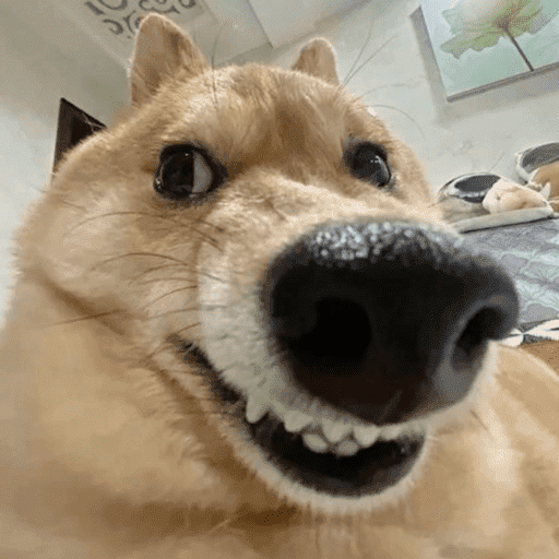 Dog shitpost 15