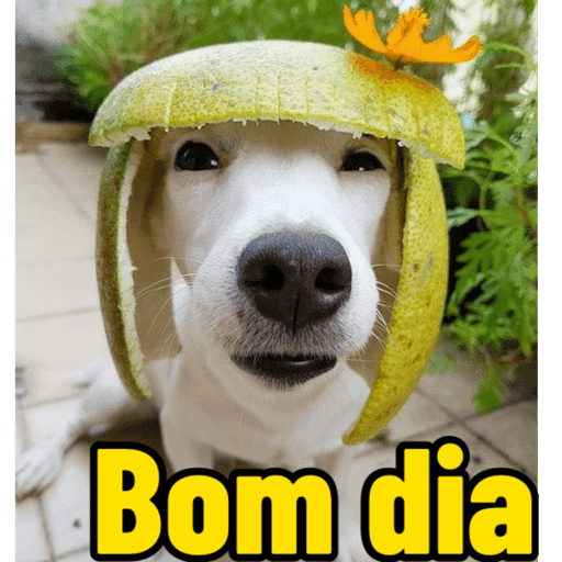 Dog shitpost 5