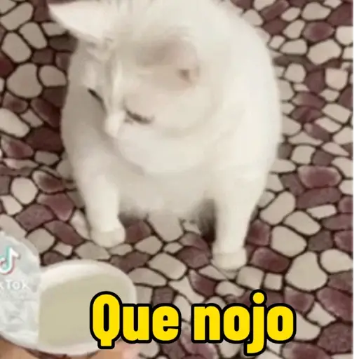 Gato animado 3
